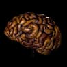 Khalim's Brain