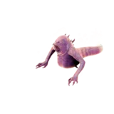 Torment Worm Attack 1 animation