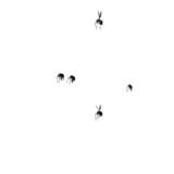 Itchies Attack 1 animation