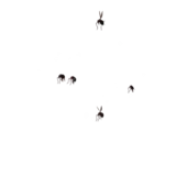 Black Locusts Attack 1 animation