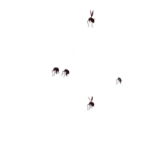 Hell Swarm Attack 1 animation