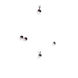 Black Locusts idle animation