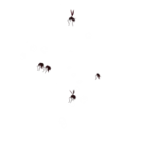 Hell Swarm idle animation